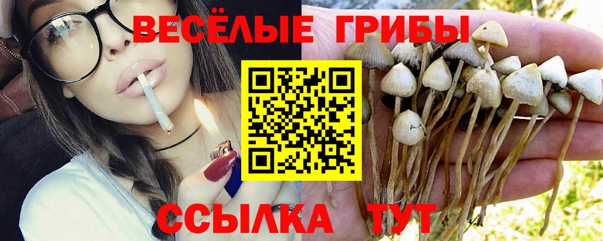 Псилоцибиновые грибы GOLDEN TEACHER  Псилоцибиновые грибы Cubensis  Вход с VPN  Черемхово 